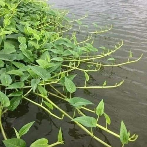 Rau Muống Đồng: Thương Nhớ Vị Quê Trong Gian Bếp Miền Tây Xưa