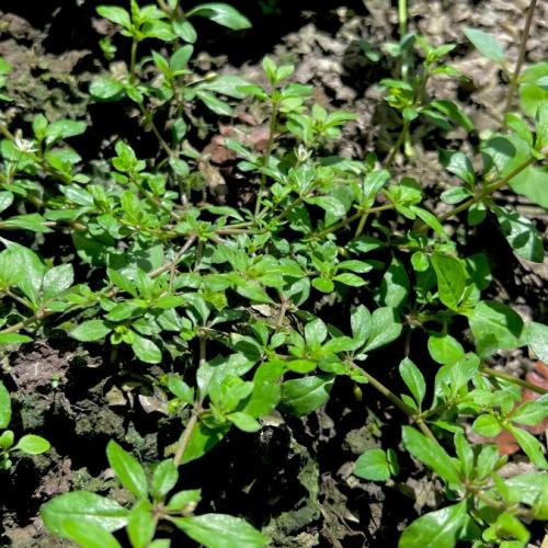 Rau Đắng Sau Hè: Vị Đắng Ngọt Ngào Đánh Thức Ký Ức Miền Tây Xưa