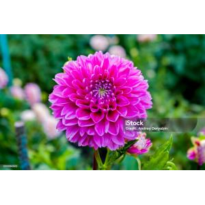 Bích Phượng KTBH CTY AT