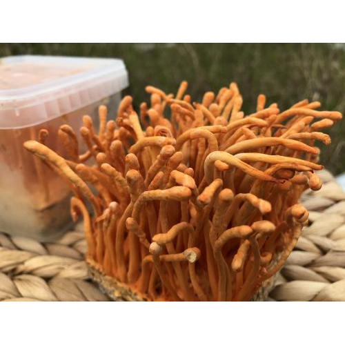 Nấm Đông Trùng Hạ Thảo Là Gì?