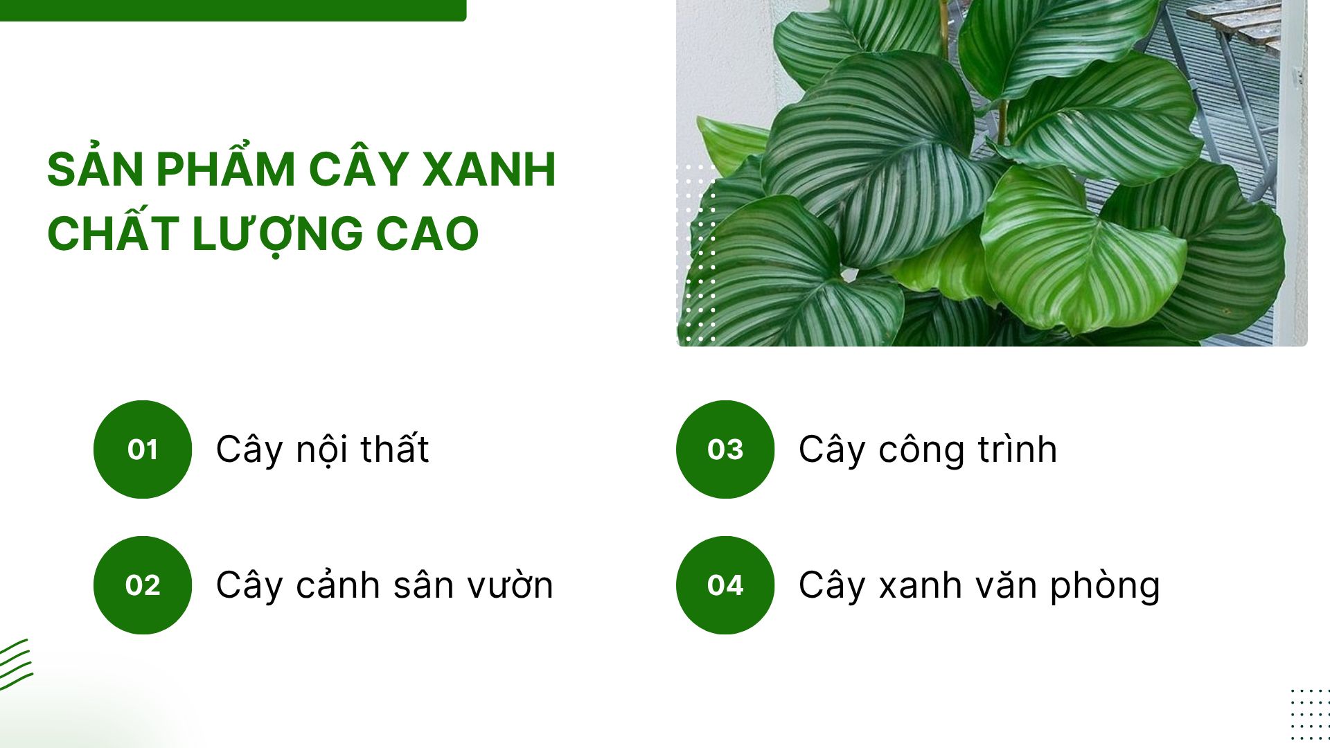 1. Sản phẩm cây xanh chất lượng cao