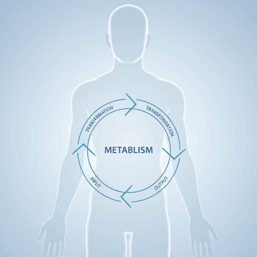 Tăng cường trao đổi chất