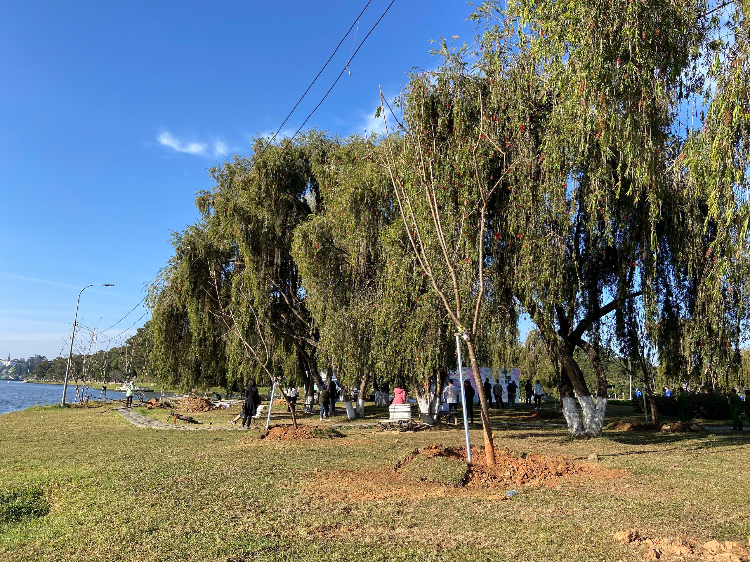 Dấu ấn Xuân 2026: 200 gốc Mai Anh Đào mới “nhuộm hồng” Hồ Xuân Hương