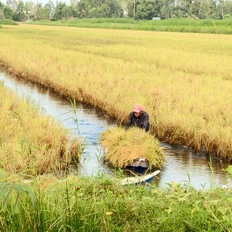 Kiên Giang: Vùng Đất Trồng Lúa Hữu Cơ, Nuôi Tôm Dưới Ruộng, Dân Bán Tôm, Bán Gạo Ai Cũng Muốn Mua