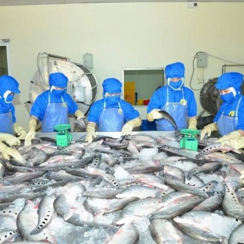Hậu Giang: Nữ Giám Đốc Hợp Tác Xã Kỳ Như Sở Hữu 11 Sản Phẩm OCOP Đạt 4 sao