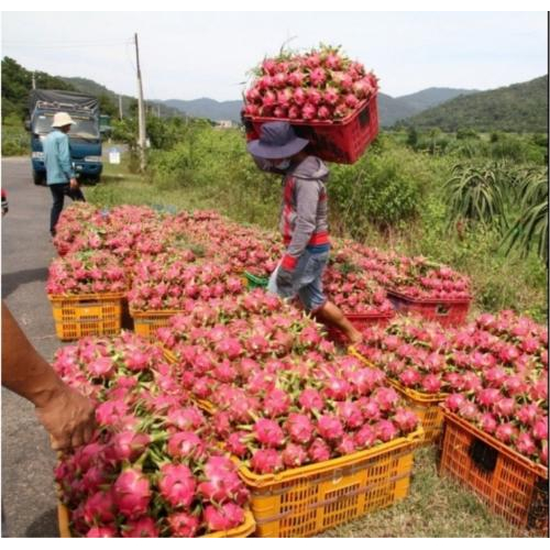 V. Những hình ảnh liên quan đến Mỳ thanh long