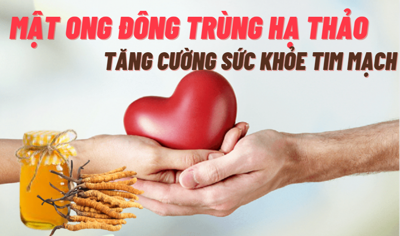 Mật ong đông trùng hạ thảo hỗ trợ bảo vệ tim mạch 