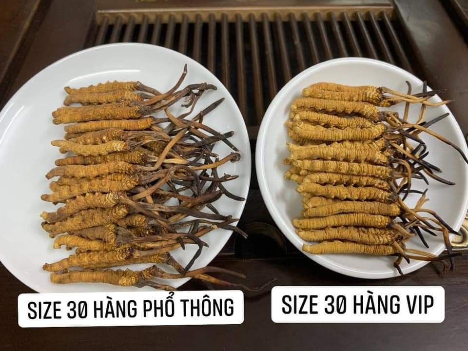 Đông trùng hạ thảo dược liệu quý