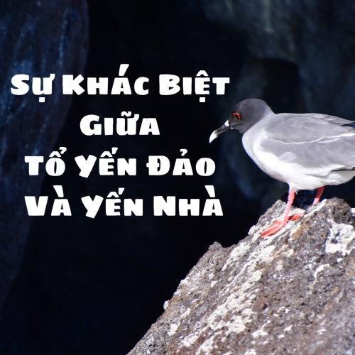 Sự Khác Biệt Giữa Tổ Yến Đảo Và Yến Nhà