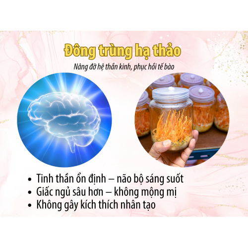 II. Đông trùng hạ thảo – tăng cường năng lượng tế bào, nâng đỡ hệ thần kinh