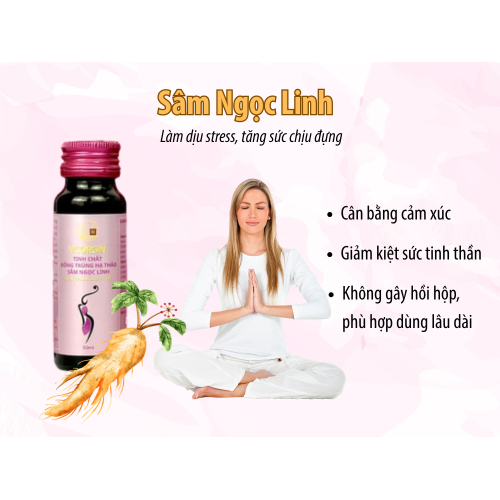 III. Sâm Ngọc Linh – điều hòa stress và chống suy nhược từ gốc