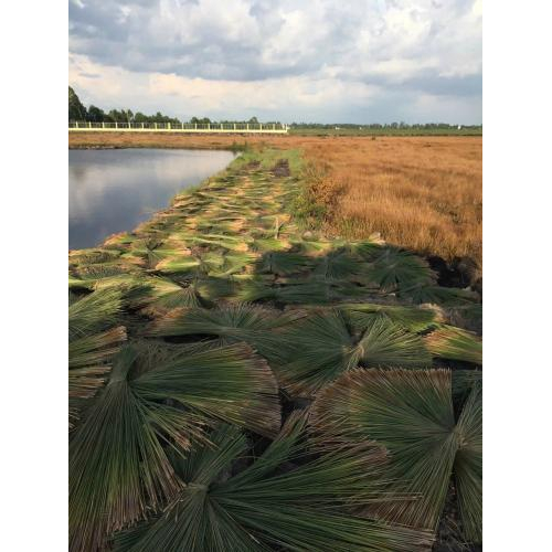 Nghề Đan Cỏ Bàng Xã Phú Mỹ Nét Đẹp Thủ Công Truyền Thống