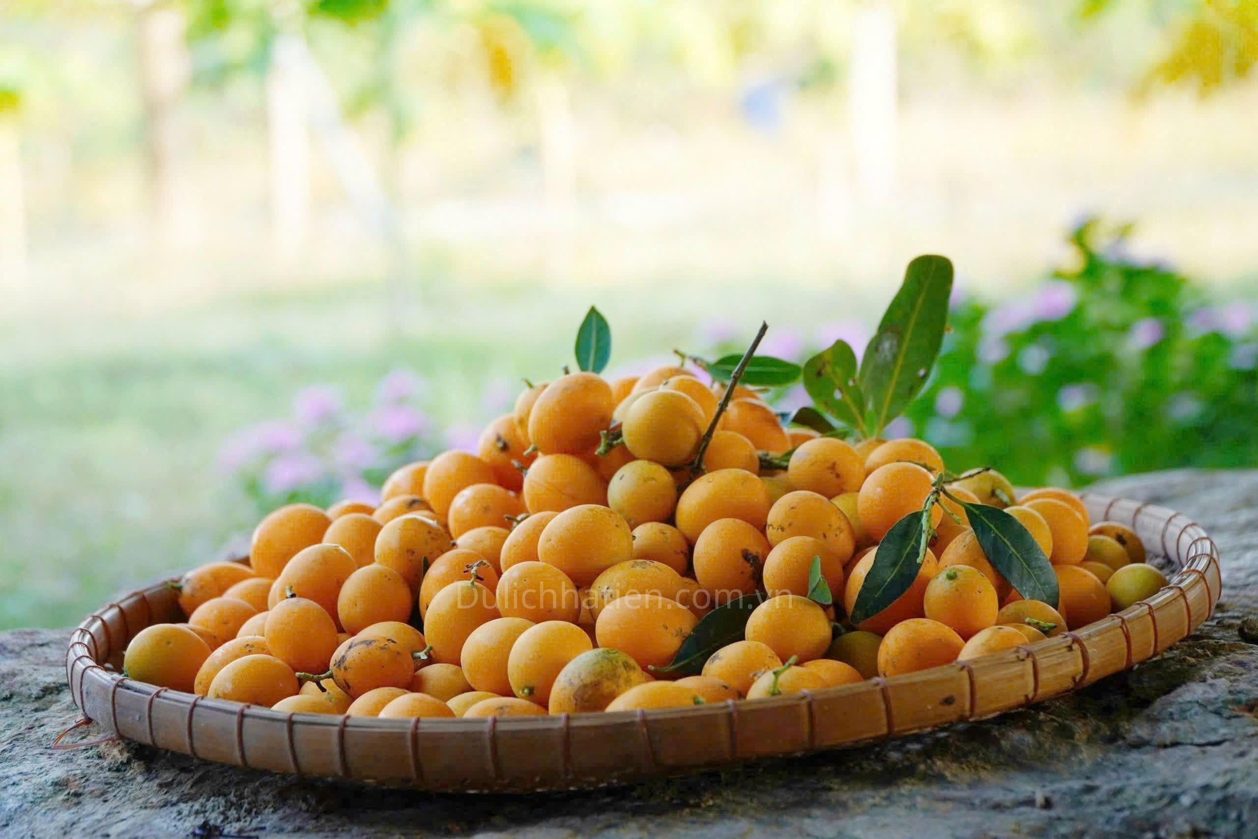 Mùa Thanh Trà - “Mùa Vàng” Ngắn Ngủi Của Hà Tiên