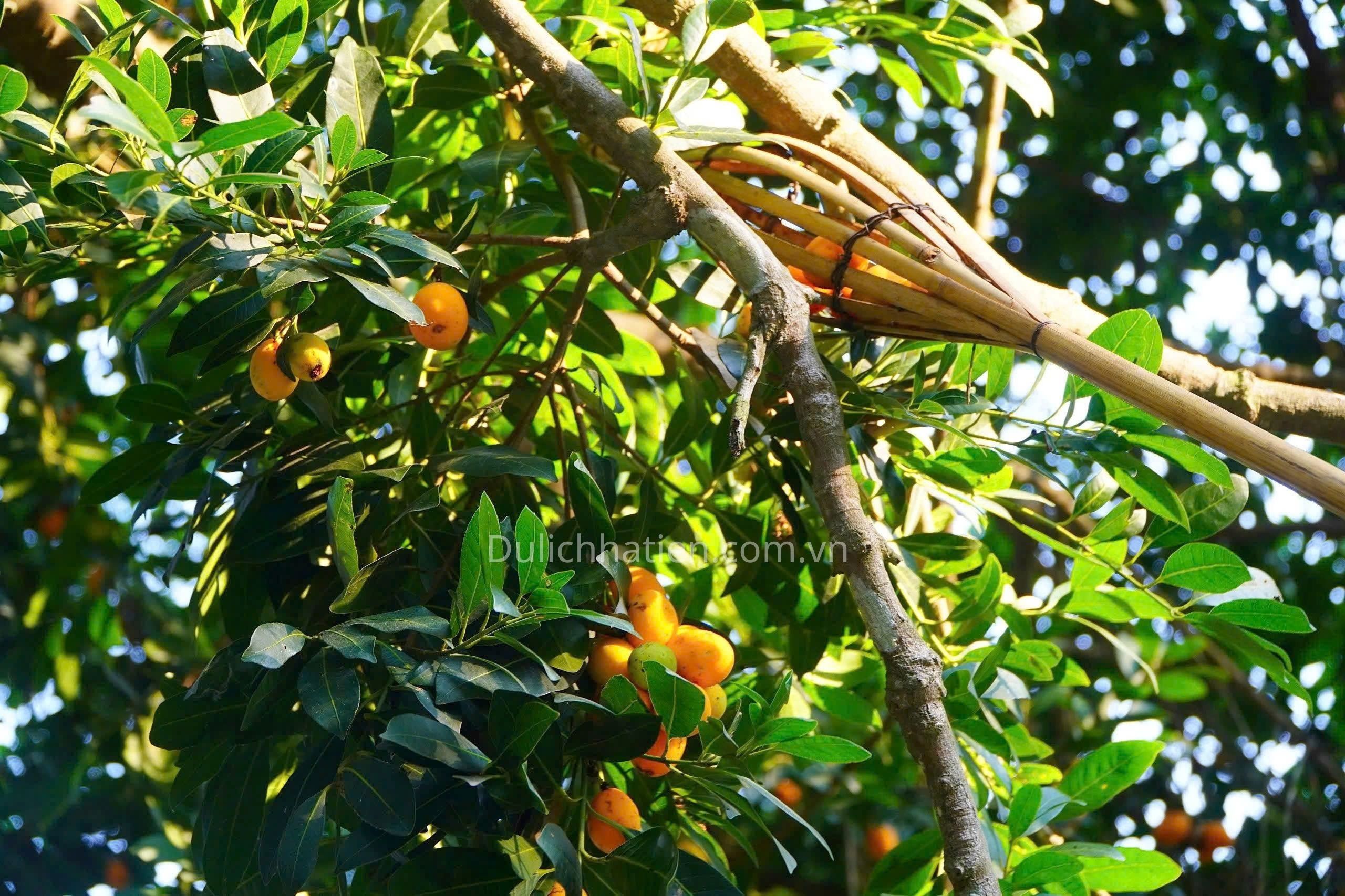 Thanh Trà Hà Tiên - Thức Quà Giản Dị Nhưng Khó Quên